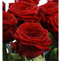 Роза красная Ред Наоми